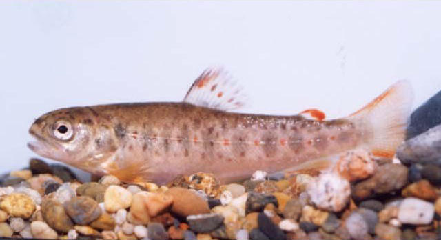 Salmo trutta